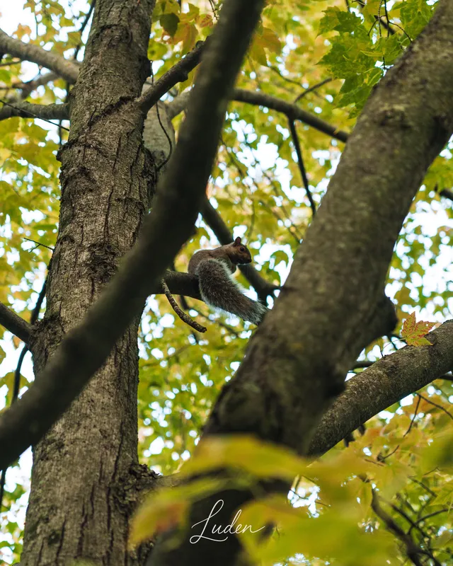 Un écureuil gris sur une branche d’arbre aux feuilles d’automne.